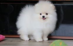 Adorable Pomeranian puppies ready for Sale