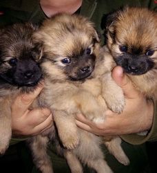 .sweet Pomeranian Puppies