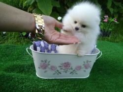 Beautiful AKC Pomeranian puppies available.