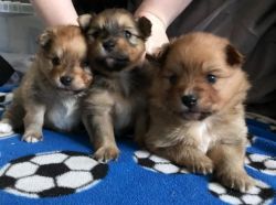 3 Pure Breed Pomeranian Puppies For Sale