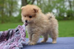 Well Socialized Pomeranian Puppies For Sale