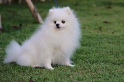 Pomeranian Puppy for adoption