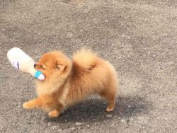 Tea Cup Size Pomeranian Boy For Sale