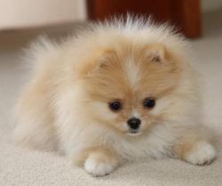 Top Quality Registered Pomeranian