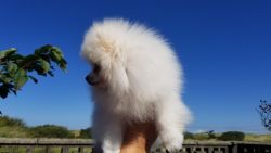 male and female Pomeranian puppies for sale