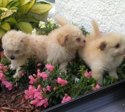 Lovely AKC Pom puppies