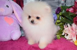 Amazing Tiny Cream Pomeranian Girl For Sale