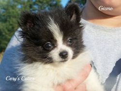 AKC Pomeranian puppy-Gizmo
