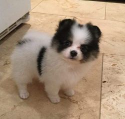 Stunning Pomeranian Puppies For Sale