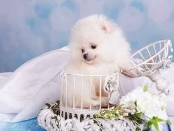 Stunning male and female Pomeranian Puppies for sale