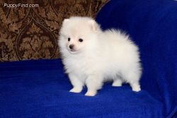 Awesome Pomeranian Puppy