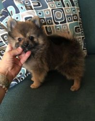 CKC Pomeranian Puppies For Sale. Text (xxx) xxx-xxx2
