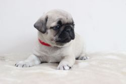 Pedigree Fawn Pug Puppies For Reserve