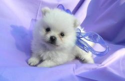 Quality Snow White Pomeranian Puppies For Sale