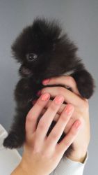 4 Beautiful Black Pomeranian Puppies For Sale.