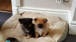 Stunning Pomchi Puppies For Sale