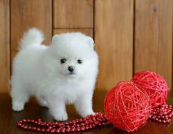 pure white Pomeranian Puppies