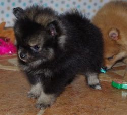 Lovable Pomeranian puppies