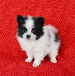 Adorable Pomeranian puppies For Sale