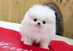 Cute Pure Pomeranian Puppy for relocation -3