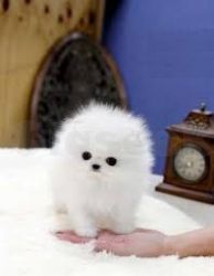 Cute Pomeranian Puppy For Adoption Cary