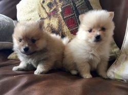 pomeranian puppies seeking new homes and families