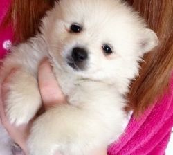 Pomeranian Puppies Red & Cream ready now
