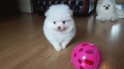 Xx Gorgeous Mini Pomeranian Puppies Xx