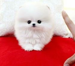 Cute small Pomeranian puppies for sale