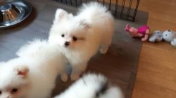 3 Beautiful Pomeranian Puppies For Sale