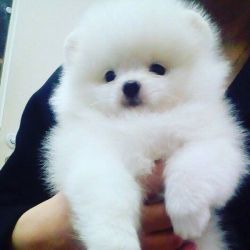 Gorgeous White Tiny Pomeranian Puppies Available!