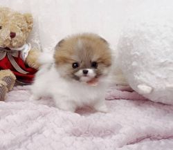 Cute Micro-Teacup Pomeranian Puppies For Sale