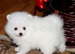 Sweet Pomeranian Puppies Available Alor