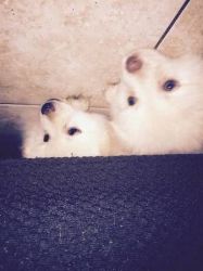 Pomeranian puppies(xxx) xxx-xxx3