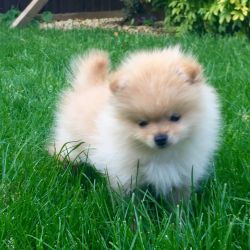 Male and Female Pomeranian Puppies for caring homes: