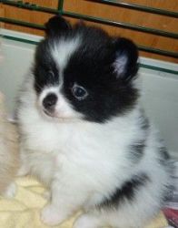 cute and adorable x mas teacup pomeranian puppies for adoption