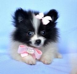 Outstanding ~Intelligent and Charming Pomeranian Puppies For X-Mas