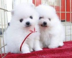 White little Pomeranian puppies are out there for re homing this exams