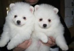 Healthy Male and Female Teacup Xmax pomeranian Puppies Ready Now,For f