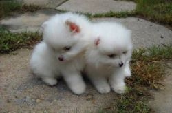 Two lovely pom puppies for xmas gift