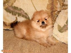 Cute fluffy adorable pomeranian puppies available