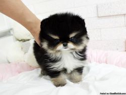 Cute female Pomeranian puppy