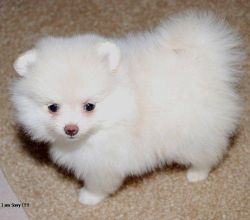 beautiful Pomeranian puppies for sale