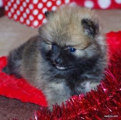 Teacup Pomeranian Puppies(xxx) xxx-xxx1