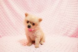 Adorable Pomeranian Puppy In Los Angeles