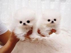 Adorable T-cup Pomeranian Puppies