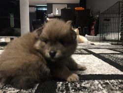 Adorable Pomeranian puppies for sale