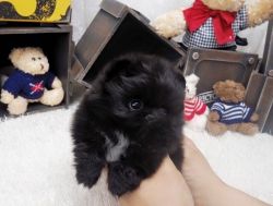 Adorable Pomeranian for adoption.