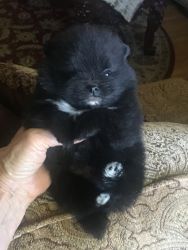 Very small Pomeranian