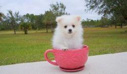 Potty Trained Teacup Pomeranian Puppies